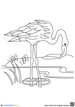 A Flamingo Drinking Water Worksheet