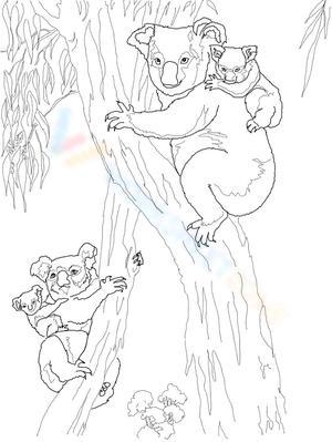 Koalas and babies