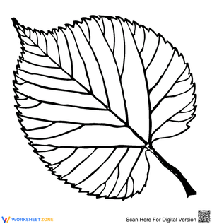 Basswood Leaf