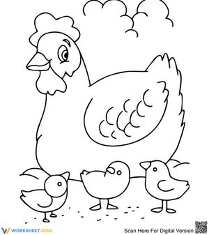 Chicken in a farm