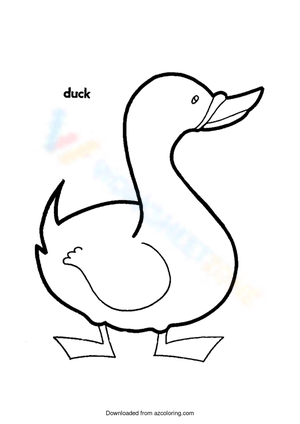 Cute duck