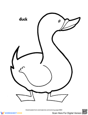 Cute duck