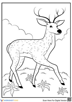 Deer