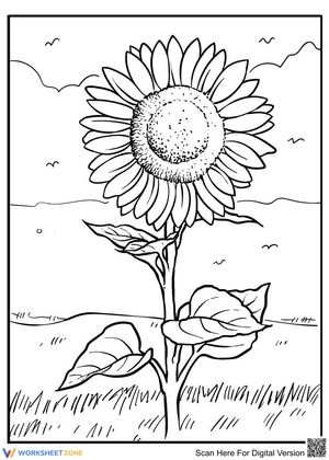 Pretty sunflower