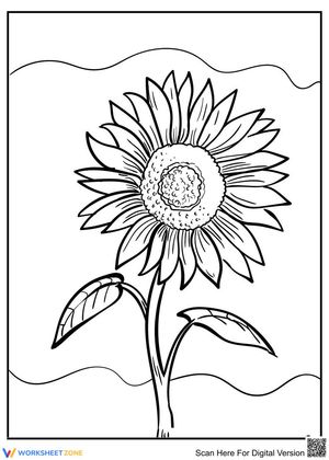 Beautiful sunflower