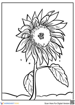 A Sunflower