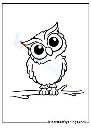 The baby owl