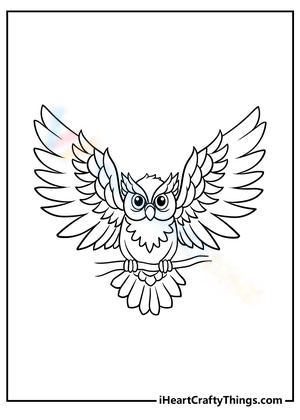 Ready to fly owl