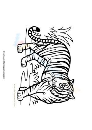 Explore the Bengal Tiger Worksheet