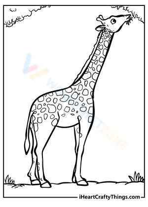Giraffe Picture Study Material