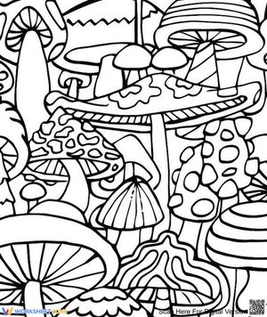 Various kinds of mushroom