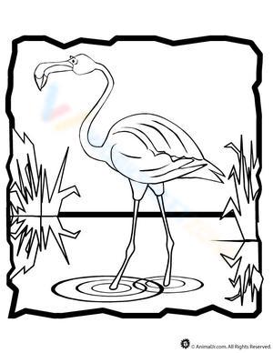 Flamingo Walking in Water Worksheet
