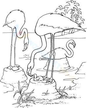 Flamingo Feeding Chicks Worksheet