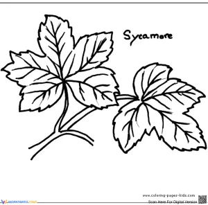 Printable Sycamore Leaf Coloring Page | Grade K-5