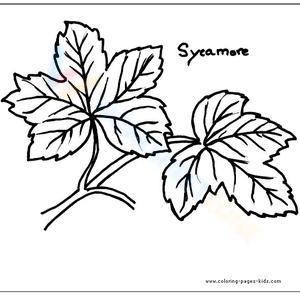 Sycamore Leaf