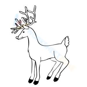 Beautiful reindeer