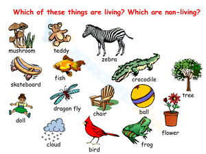 Sorting Living vs Nonliving Things