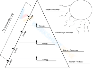 Understanding Ecological Pyramids