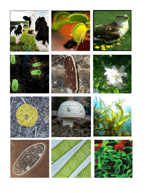 Understanding Kingdom Classification