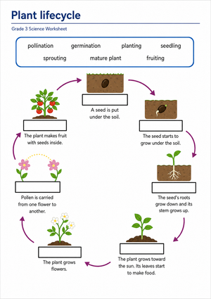 Grade 3 Plant Lifecycle — Printable No-Prep Worksheet
