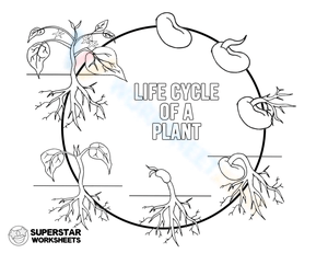 Plant Lifecycle Coloring Worksheet