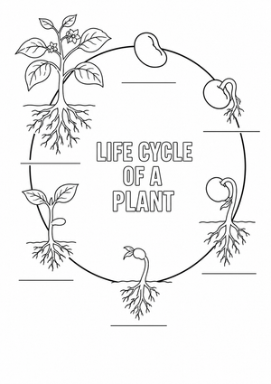 Grade 3 Plant Life Cycle — Printable No-Prep Worksheet