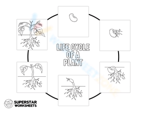 Plant Life Cycle Practice - Educational Worksheet for Kids