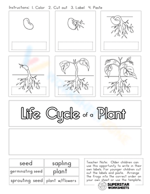 Plant Lifecycle Cut and Paste