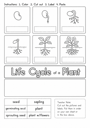 Plant Life Cycle Worksheet | Grade 3 Printable Activity