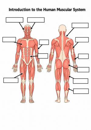 Muscular System Labeling Worksheet | Grade 7 Printable