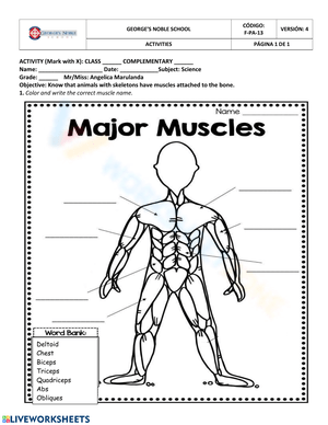 Identifying the Major Muscles of the Human Body