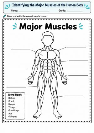 Major Muscles Worksheet | Grade 7-9 Essential Science