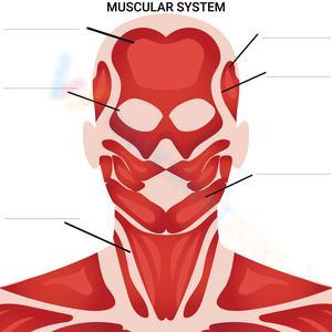 Head and Neck Muscles: Anatomy and Function