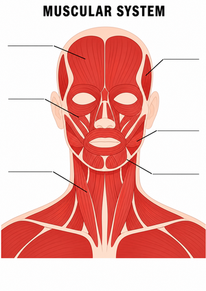 Head and Neck Muscles Worksheet | Essential Grade 7-9