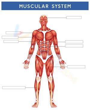 Muscular System Diagram: Anatomy Labeling Exercise