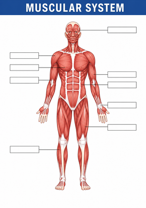 Grade 7 Muscular System — Printable No-Prep Worksheet