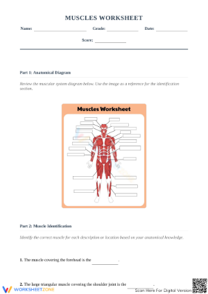 Muscle Labeling Worksheet: Anatomy Practice