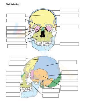 Skull Labelling Worksheet