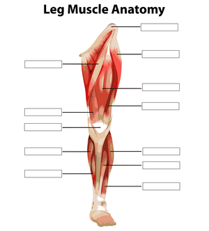Leg Muscles Anatomy: An Educational Overview