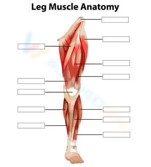 Leg Muscles Anatomy: An Educational Overview