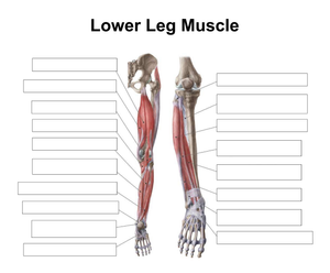 Anatomy of Lower Leg Muscles: A Detailed Guide