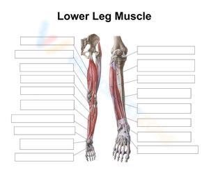 Anatomy of Lower Leg Muscles: A Detailed Guide