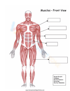 Muscles Front View: Anatomy Learning Guide