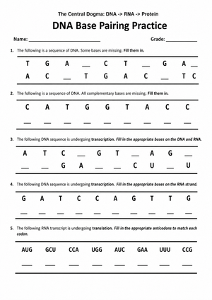 Printable DNA Base Pairing Worksheet | High School
