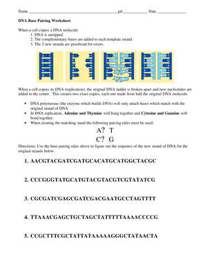 Learn DNA Base Pairing with this Worksheet