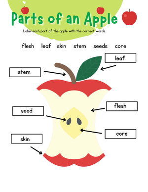 Learn Parts of an Apple with This Worksheet