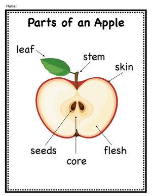 Explore Parts of an Apple on This Worksheet