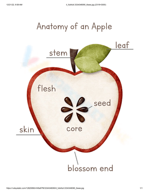 Learn Anatomy of an Apple with This Worksheet
