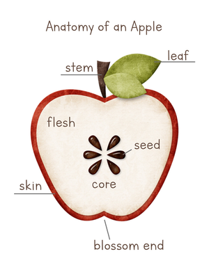 Learn Anatomy of an Apple with This Worksheet