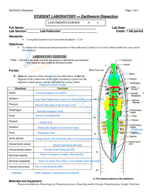 Earthworm Dissection Lab Worksheet